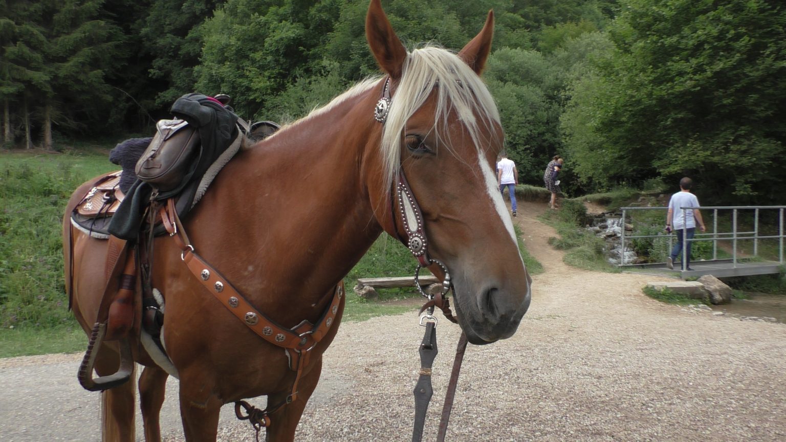 Galerie - Paint Horse Ranch